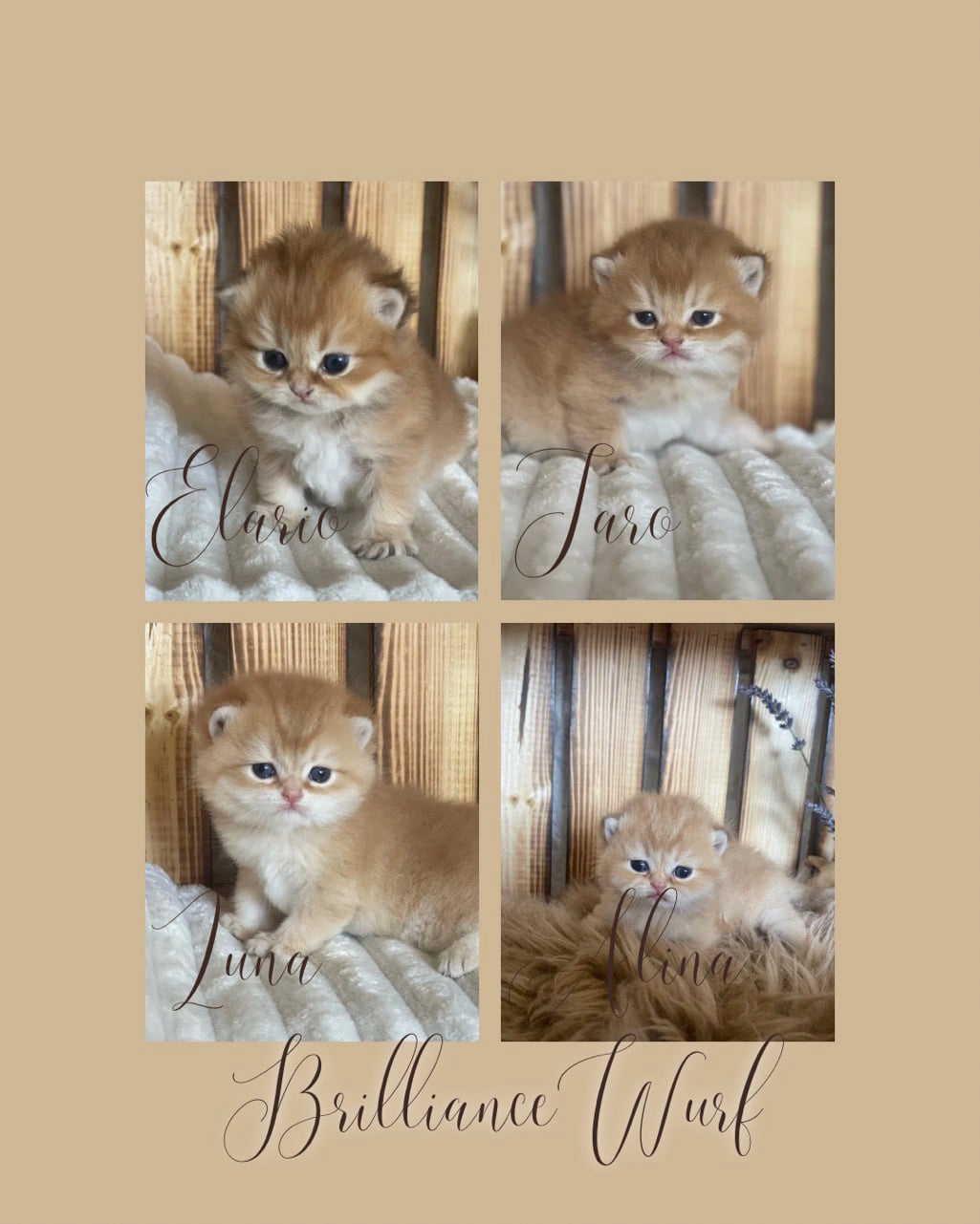 2025 Brilliance Wurf