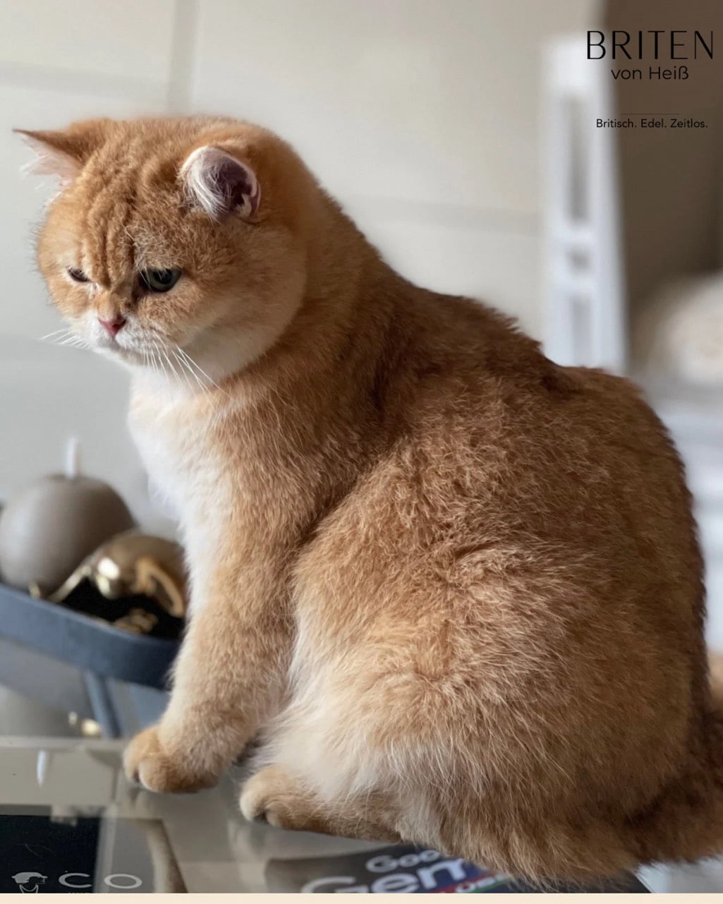 Brilliance Alina von Heiß