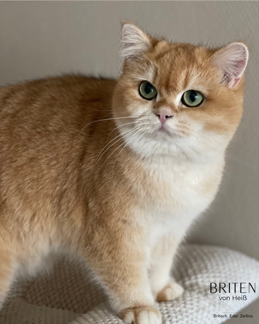 Lilly Bloom von Achats Glück