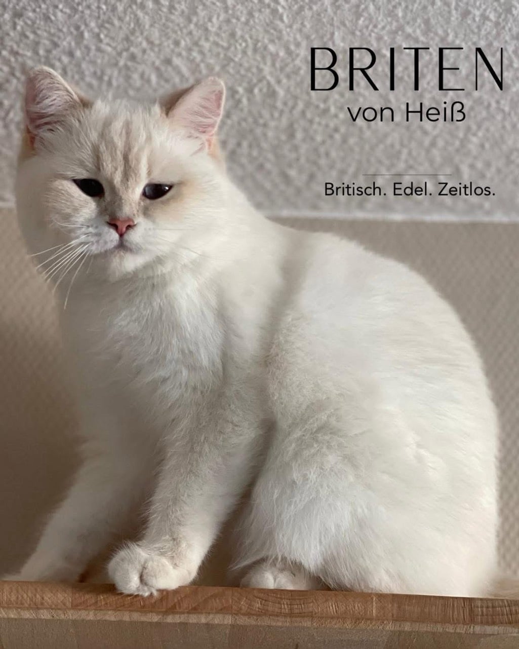 Aurum Minka von Heiß