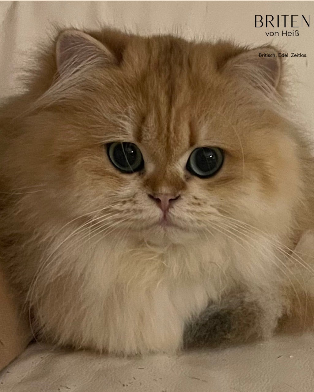 Angel Rose de Vis à Vis