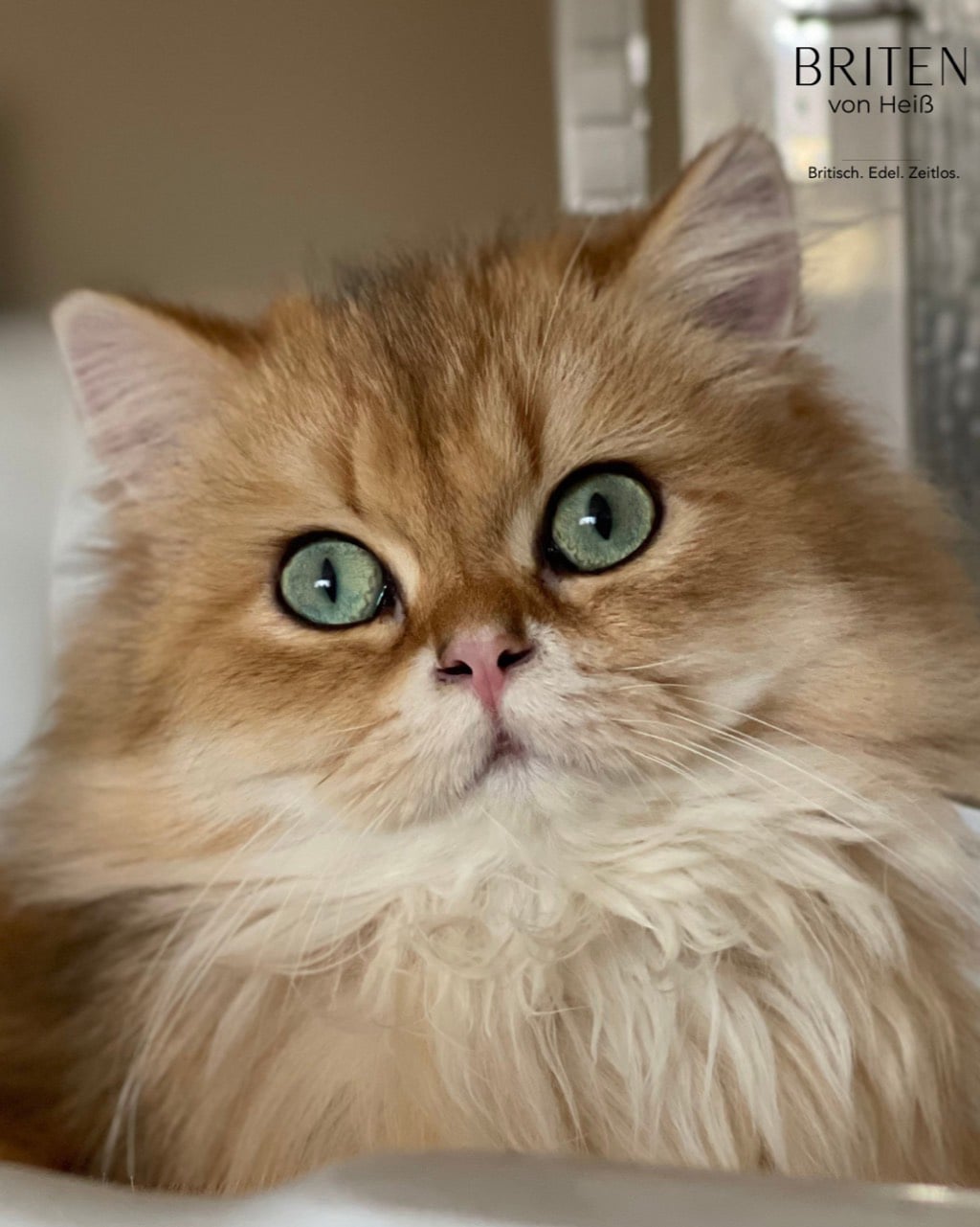 Brilliance Elario von Heiß