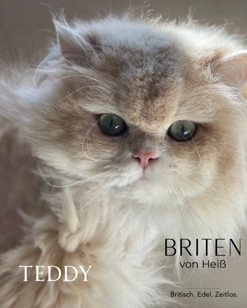 Noble Teddyhouse Helai